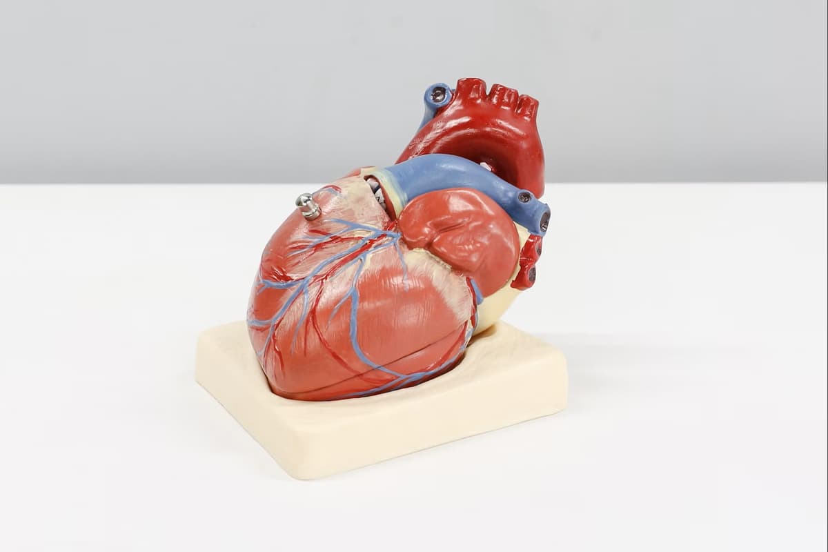 Heart Failure Clinical Records Dataset Dataset on Opendatabay data marketplace 