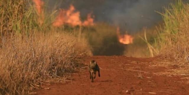Historical Amazon Deforestation Microrregion Data Dataset on Opendatabay data marketplace
