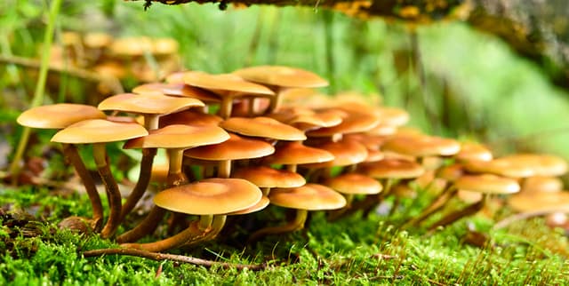 Mushroom Edibility Predictor Dataset Dataset on Opendatabay data marketplace
