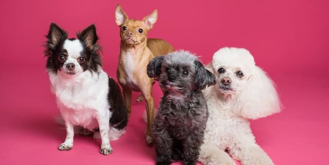 Global Dog Breed Attributes Dataset on Opendatabay data marketplace