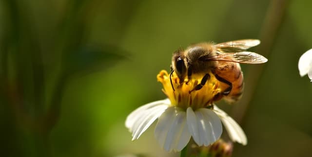 American Honey Market Data Dataset on Opendatabay data marketplace