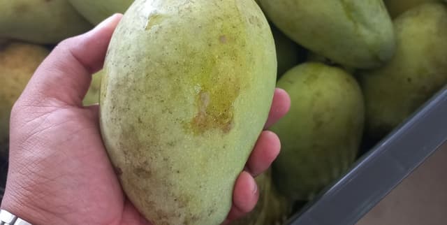 Harumanis Mango Physical Measurements Data Dataset on Opendatabay data marketplace