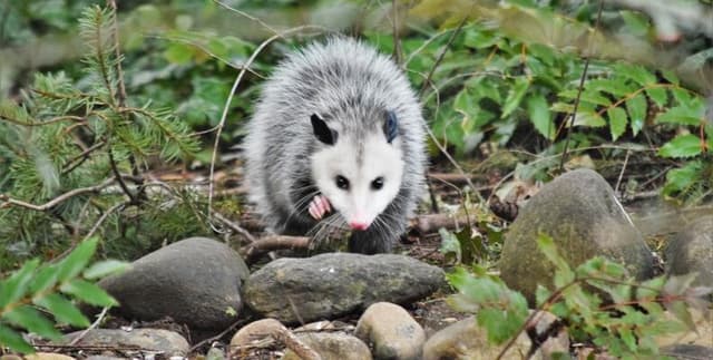 Possum Morphometric Data Dataset on Opendatabay data marketplace