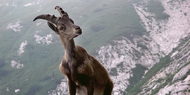 Popular Female Goat Names in Switzerland Dataset on Opendatabay data marketplace