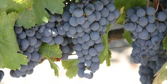 Forty-Year California Wine Production Analysis Dataset on Opendatabay data marketplace