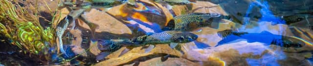 US Nonindigenous Aquatic Species Data Dataset on Opendatabay data marketplace