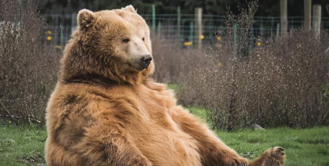 Worldwide Brown Bear Attack Statistics by Region Dataset on Opendatabay data marketplace