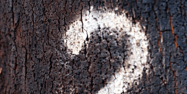 Language Model Truthfulness Dataset Dataset on Opendatabay data marketplace