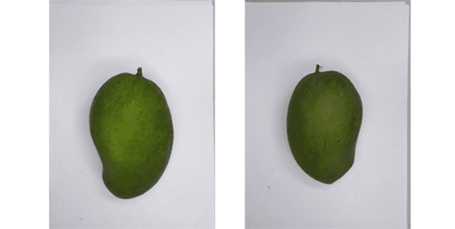 Perlis Harumanis Mango Mass Estimation Data Dataset on Opendatabay data marketplace