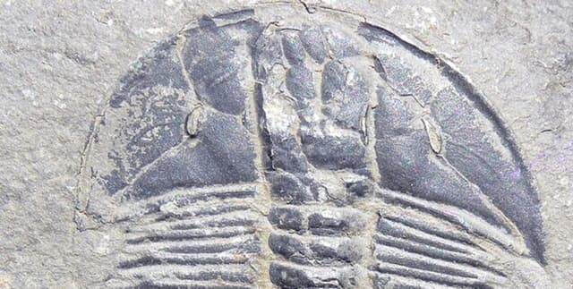 Trilobite Species and Geological Age Data Dataset on Opendatabay data marketplace