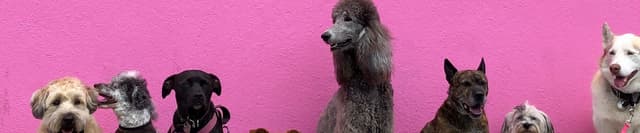 Hungary Homeless Pet Data (Dogs) Dataset on Opendatabay data marketplace