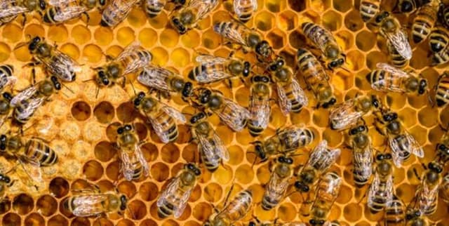 United States Bee Colony Quarterly Data Dataset on Opendatabay data marketplace