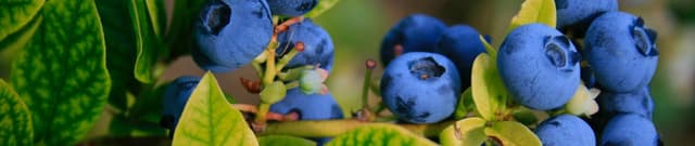 Blueberry Pollination Impact Dataset Dataset on Opendatabay data marketplace
