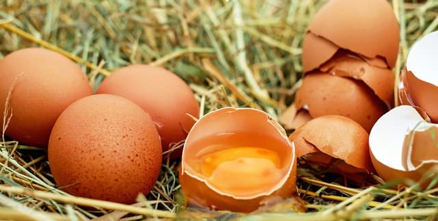 Historical Egg Production Statistics for India Dataset on Opendatabay data marketplace