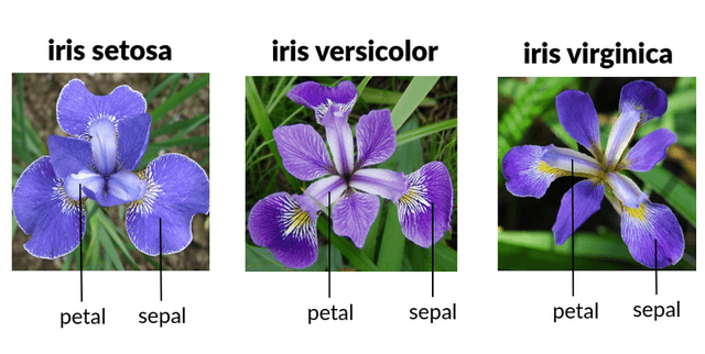 Fishers Iris Species Dataset Dataset on Opendatabay data marketplace