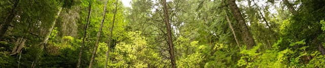 Post-Communist Romanian Forest Evolution Dataset on Opendatabay data marketplace