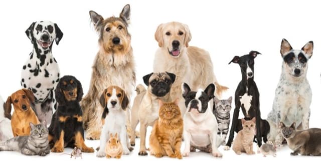 Wikipedia Dog Breed Statistics Dataset on Opendatabay data marketplace