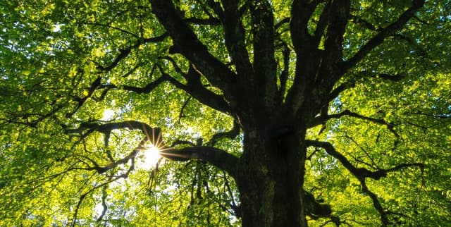 Urban Forest Nativity and Health Status Dataset Dataset on Opendatabay data marketplace