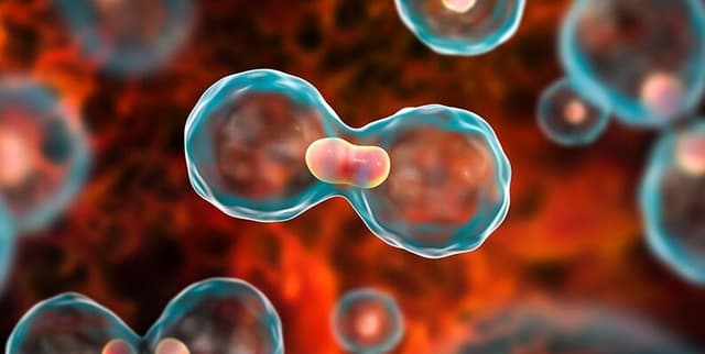 Bladder Cancer Recurrence Study Dataset on Opendatabay data marketplace