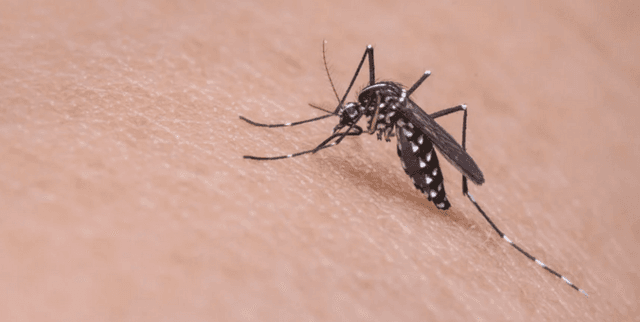 Daily Seoul Mosquito Climate Data Dataset on Opendatabay data marketplace