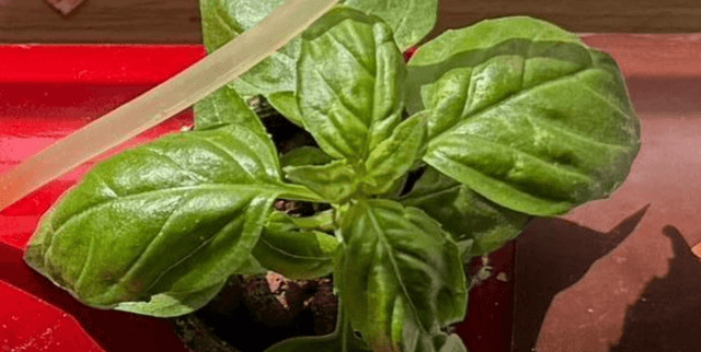 Hydroponic Thai Basil Growth Optimisation Dataset Dataset on Opendatabay data marketplace