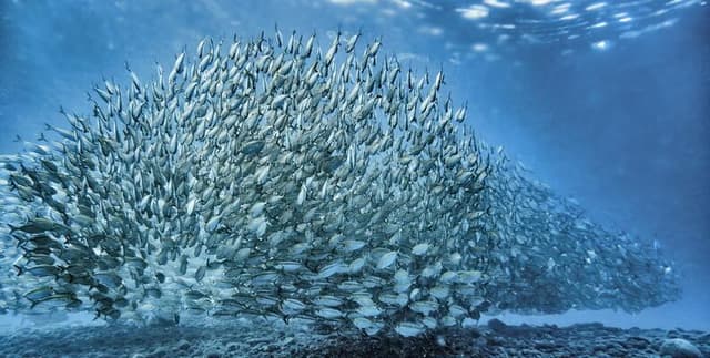 Oceanic Research Cruise Observation Logs Dataset on Opendatabay data marketplace