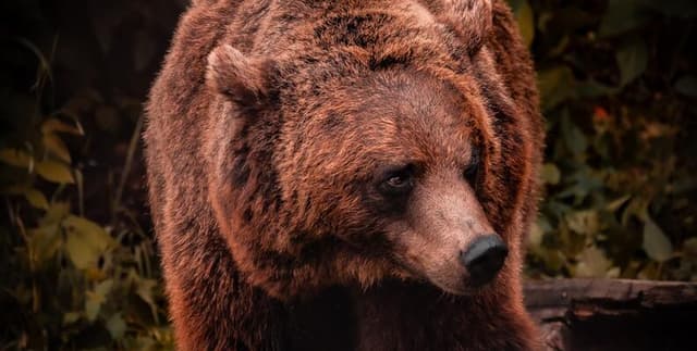 Geo-Located Fatal Bear Attack Registry Dataset on Opendatabay data marketplace
