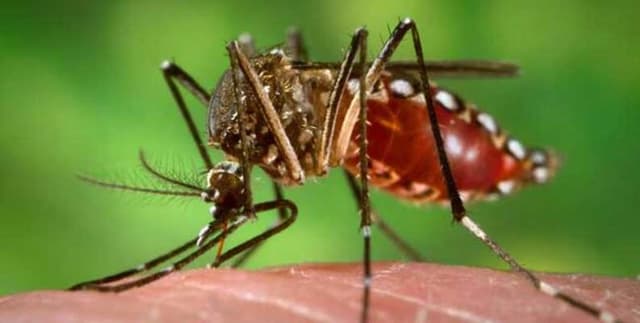 Philippine Monthly Dengue Statistics Dataset on Opendatabay data marketplace