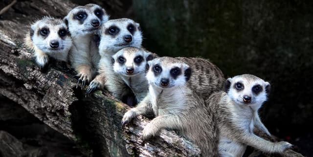 Life History Data for Endangered Lemur Taxa Dataset on Opendatabay data marketplace