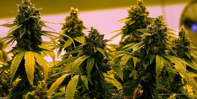 State-Level Cannabis Price and Socioeconomic Indicators Dataset on Opendatabay data marketplace