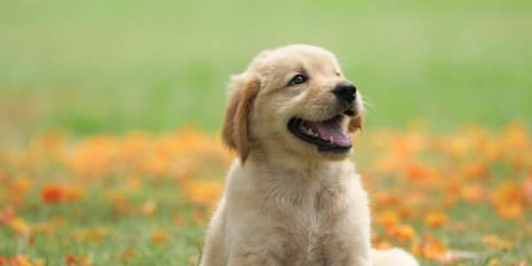 Dog Breed Attribute Analysis Dataset on Opendatabay data marketplace