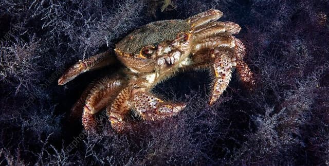 NOAA Horsehair Crab Catch Data Dataset on Opendatabay data marketplace