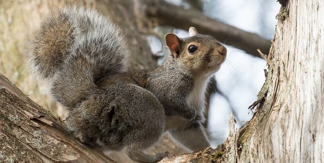Sciurus carolinensis Behavioural Census Data Dataset on Opendatabay data marketplace