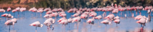 French Avian Vocalisation Metadata Dataset on Opendatabay data marketplace