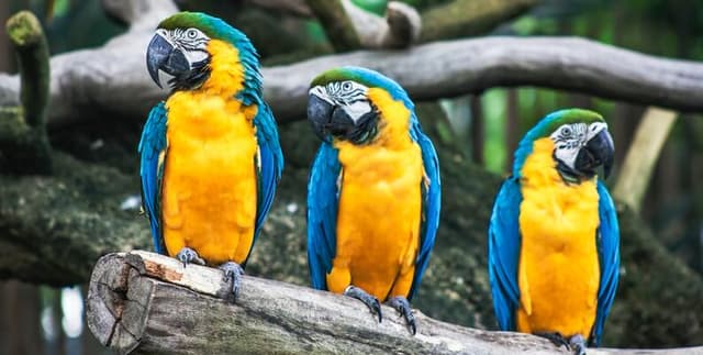 Citizen Science Bird Survey of Kerala Dataset on Opendatabay data marketplace