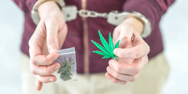 Police Treatment in Toronto Marijuana Cases Dataset on Opendatabay data marketplace