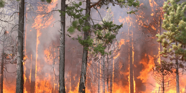 Global Forest Fire Patterns and FWI System Metrics Dataset on Opendatabay data marketplace