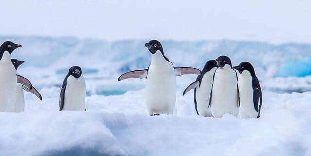 Antarctic Penguin Morphometrics and Isotope Dataset Dataset on Opendatabay data marketplace