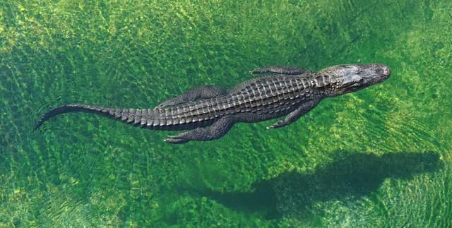 Fatal Alligator Attacks US Records Dataset on Opendatabay data marketplace