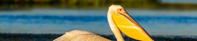 Eastern European Bird Audio Metadata Dataset on Opendatabay data marketplace