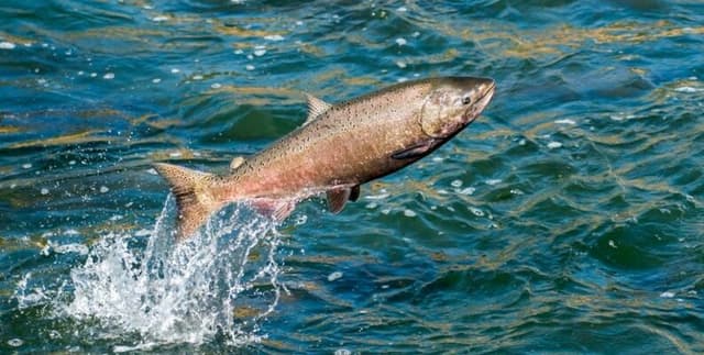 Swedish Aquatic Biodiversity List Dataset on Opendatabay data marketplace