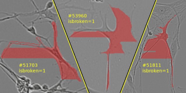 Refined Neuronal Cell Instance Segmentation Labels Dataset on Opendatabay data marketplace