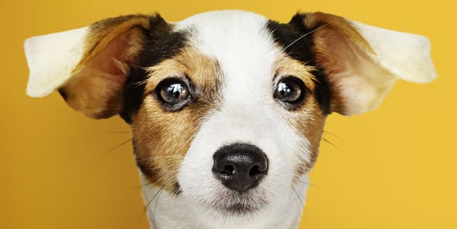 Animal Health Classification Dataset Dataset on Opendatabay data marketplace