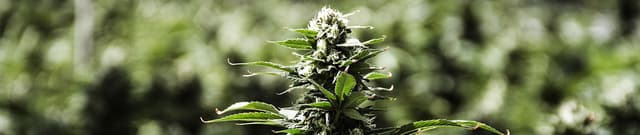 Machine Learning Cannabis Strain Dataset Dataset on Opendatabay data marketplace