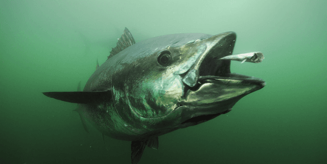 International Tuna Industry Supply Chain Insights Dataset on Opendatabay data marketplace