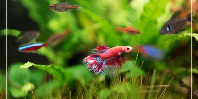 Freshwater Aquarium Fish Species List Dataset on Opendatabay data marketplace