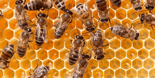 Predictive Bee Colony Health Dataset Dataset on Opendatabay data marketplace