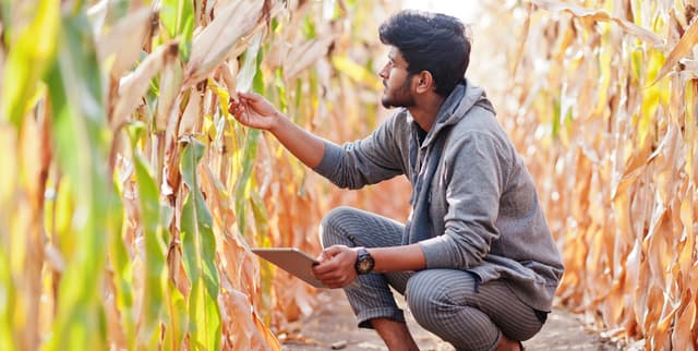 Crop Production and Nutrient Analysis India Dataset on Opendatabay data marketplace