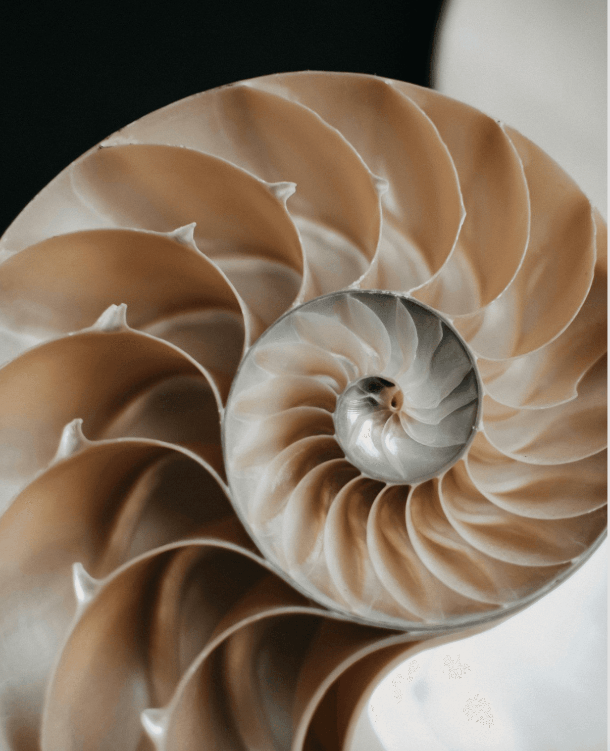 Cephalopod Studio banner Data provider Cephalopod Studio banner image on Opendatabay marketplace