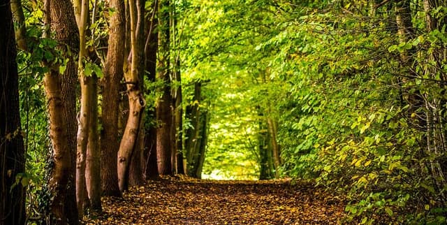 Colorado Forest Ecosystem Classification Data Dataset on Opendatabay data marketplace